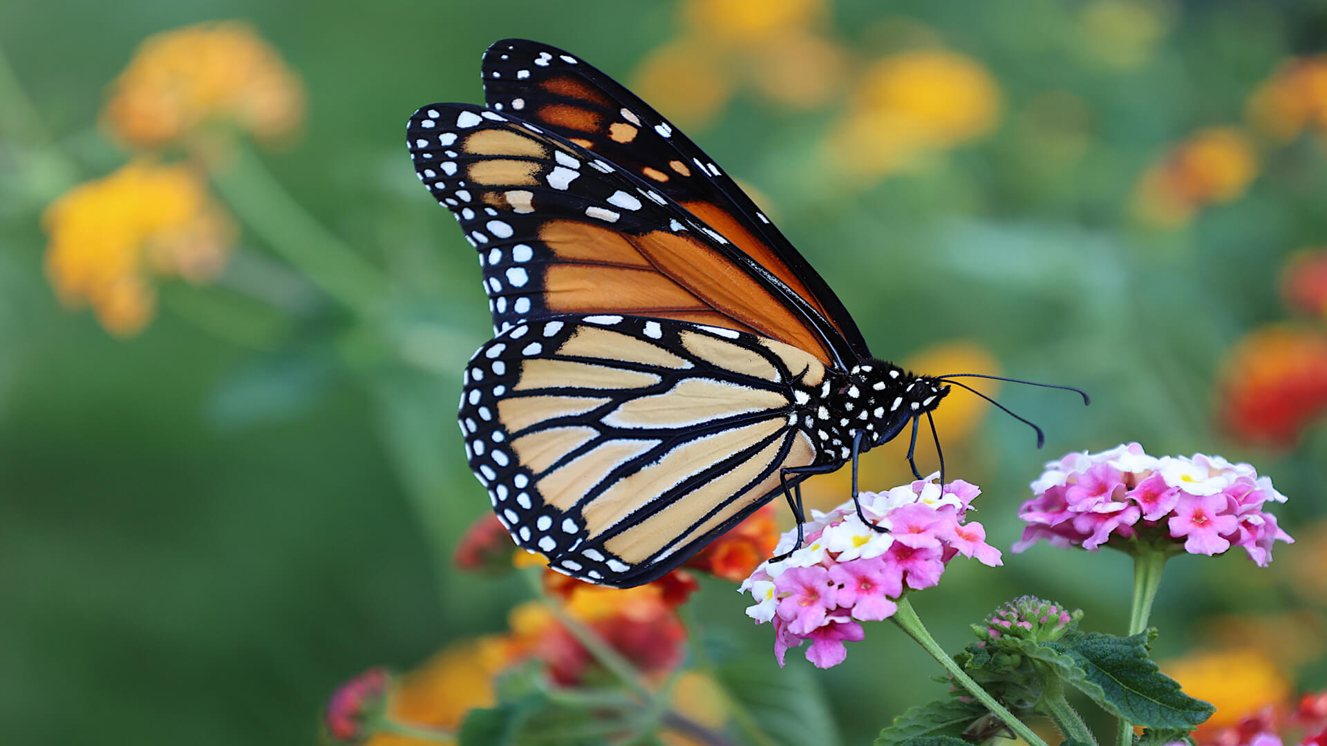 Monarch Butterfly Fact Sheet, Blog, Nature