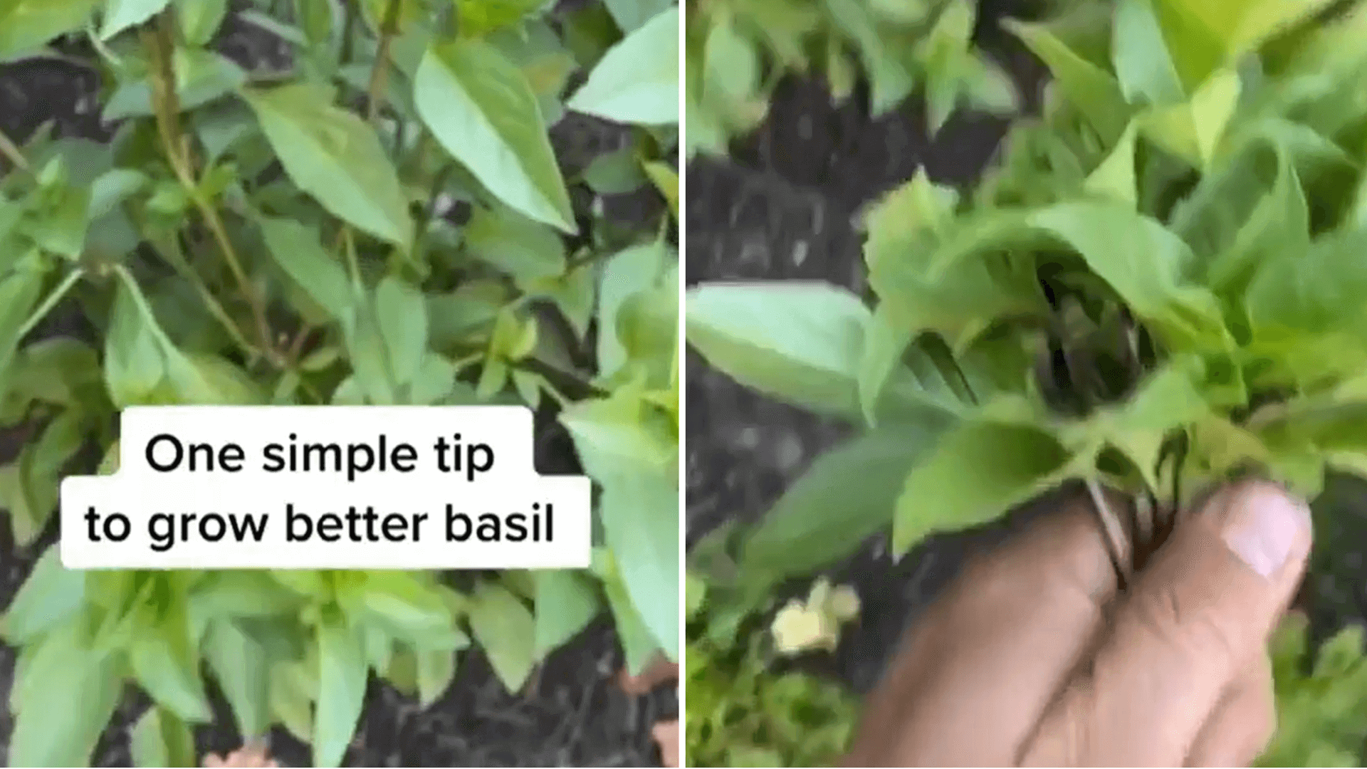 Gardener shares easy trick that will keep your herbs multiplying almost endlessly: 'Just a little pinch-pinch'