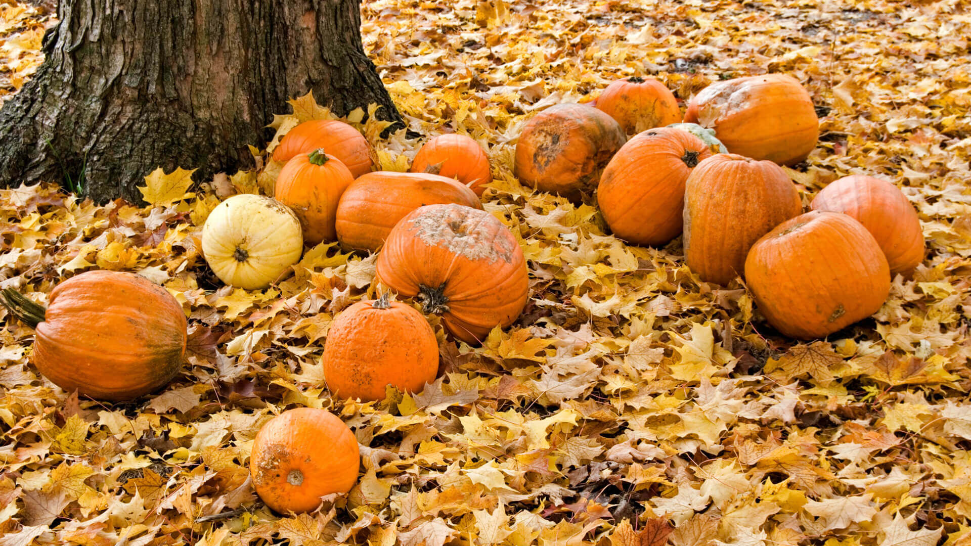 What Happens To Pumpkins After Halloween?