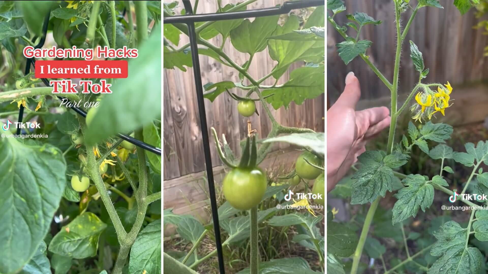 Can you pollinate tomatoes by hand? Try this easy hack