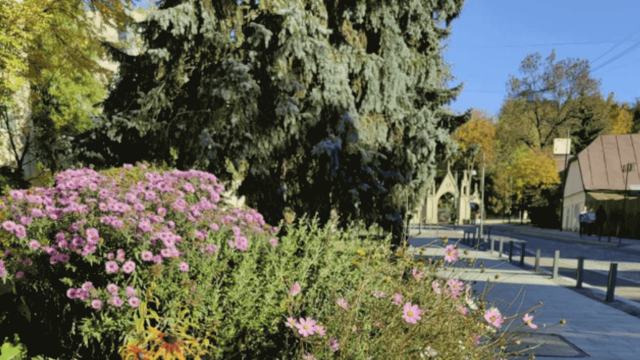 Rewilding city's sidewalks