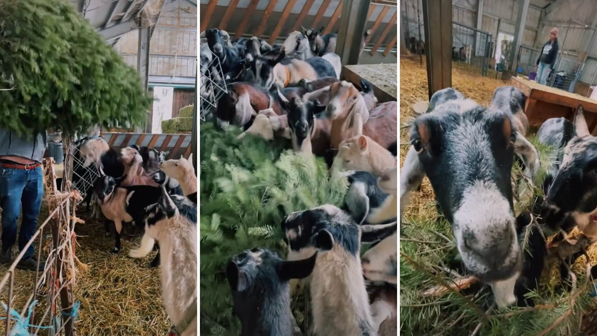 what-do-goats-eat-how-to-feed-your-goats-rural-living-today