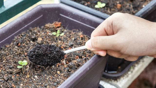 Coffee grounds garden