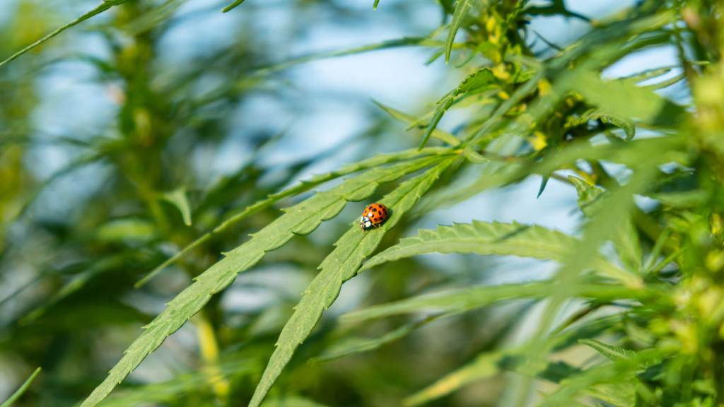 Can hemp help save the planet? - Down to Earth