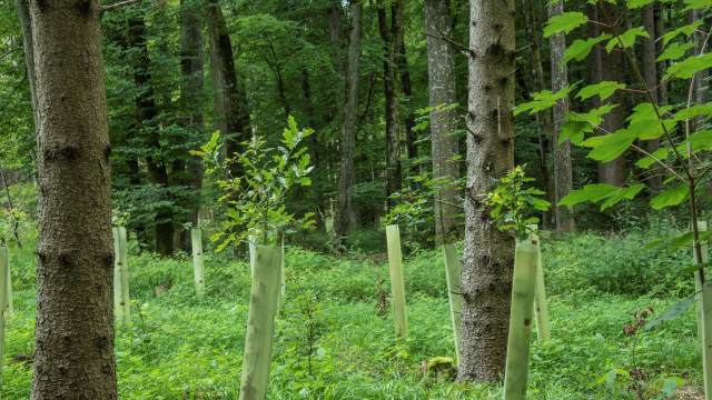 Carbon offsets; forest