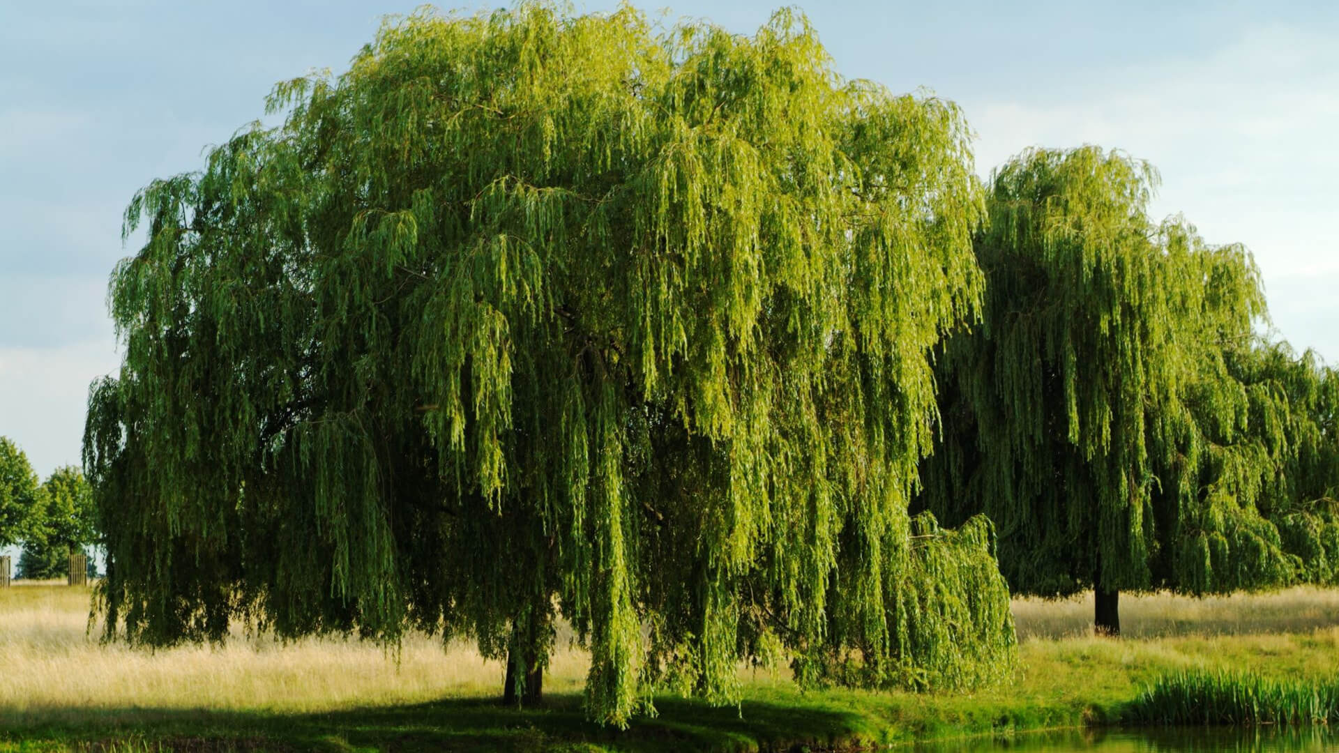 Willow tree