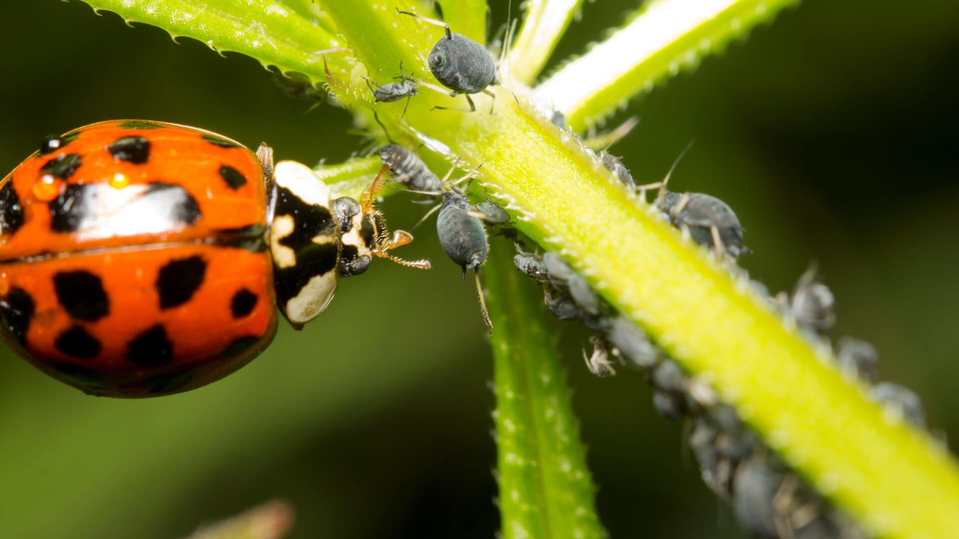 Need a natural pesticide? Go for ladybugs