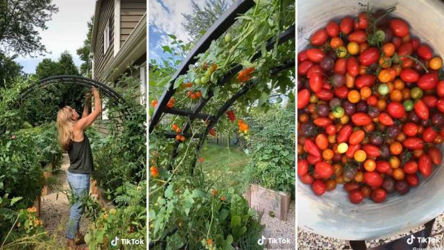 Tomato trellis