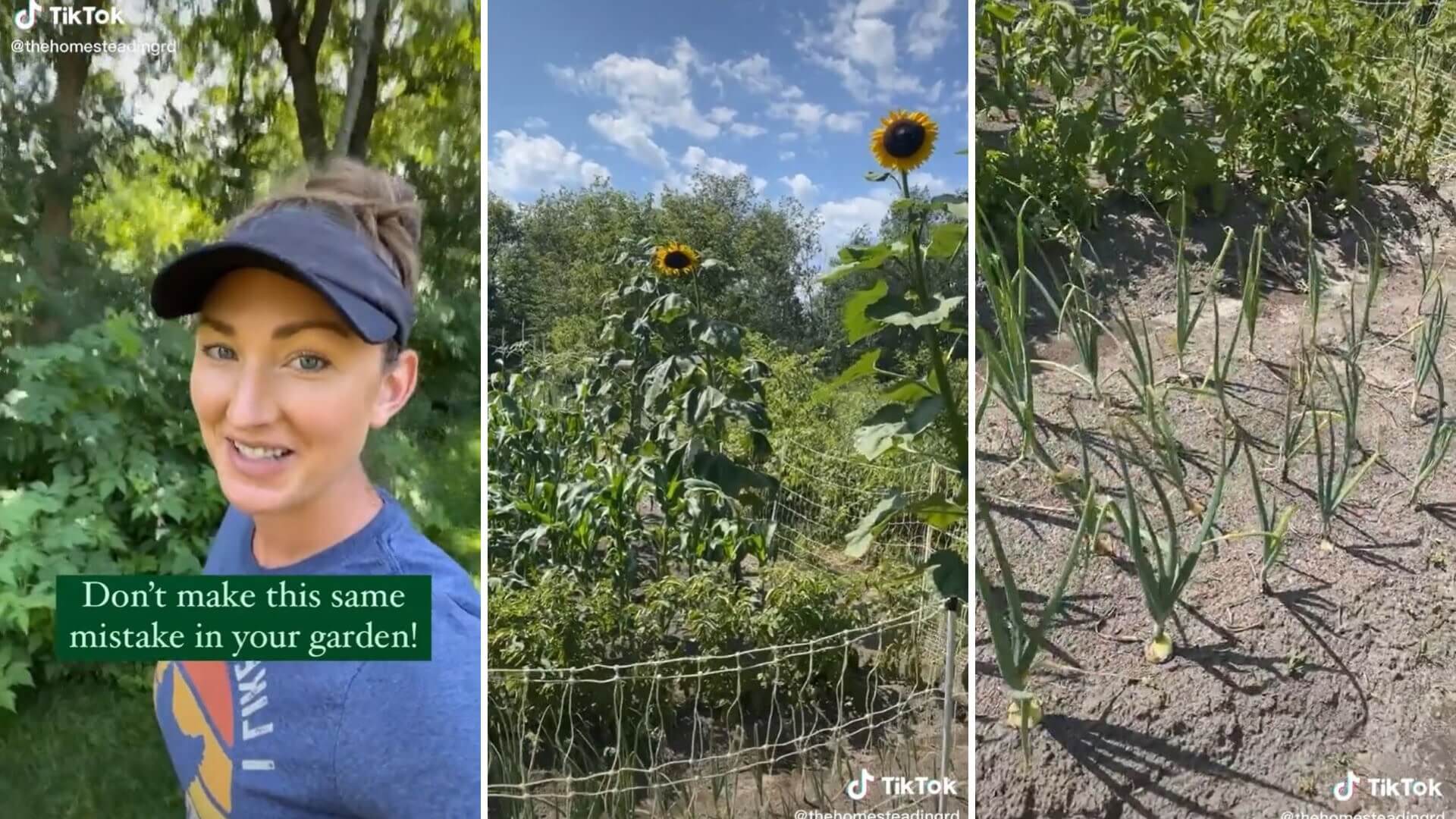 Tiktoker demonstrates what not to do when growing sunflowers