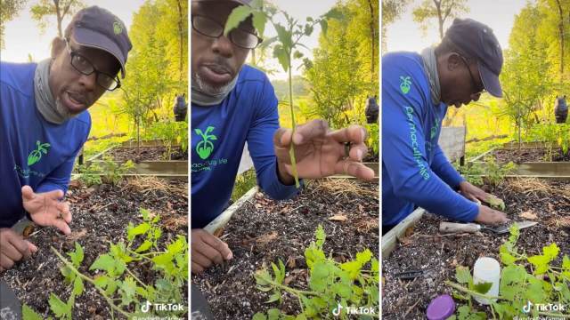 Propagate tomatoes