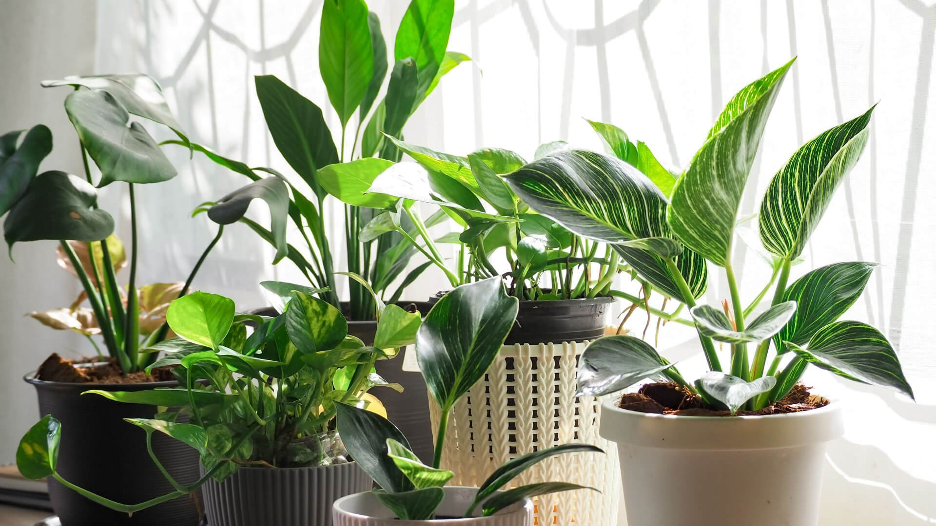 These genetically engineered houseplants can clean the air in your home