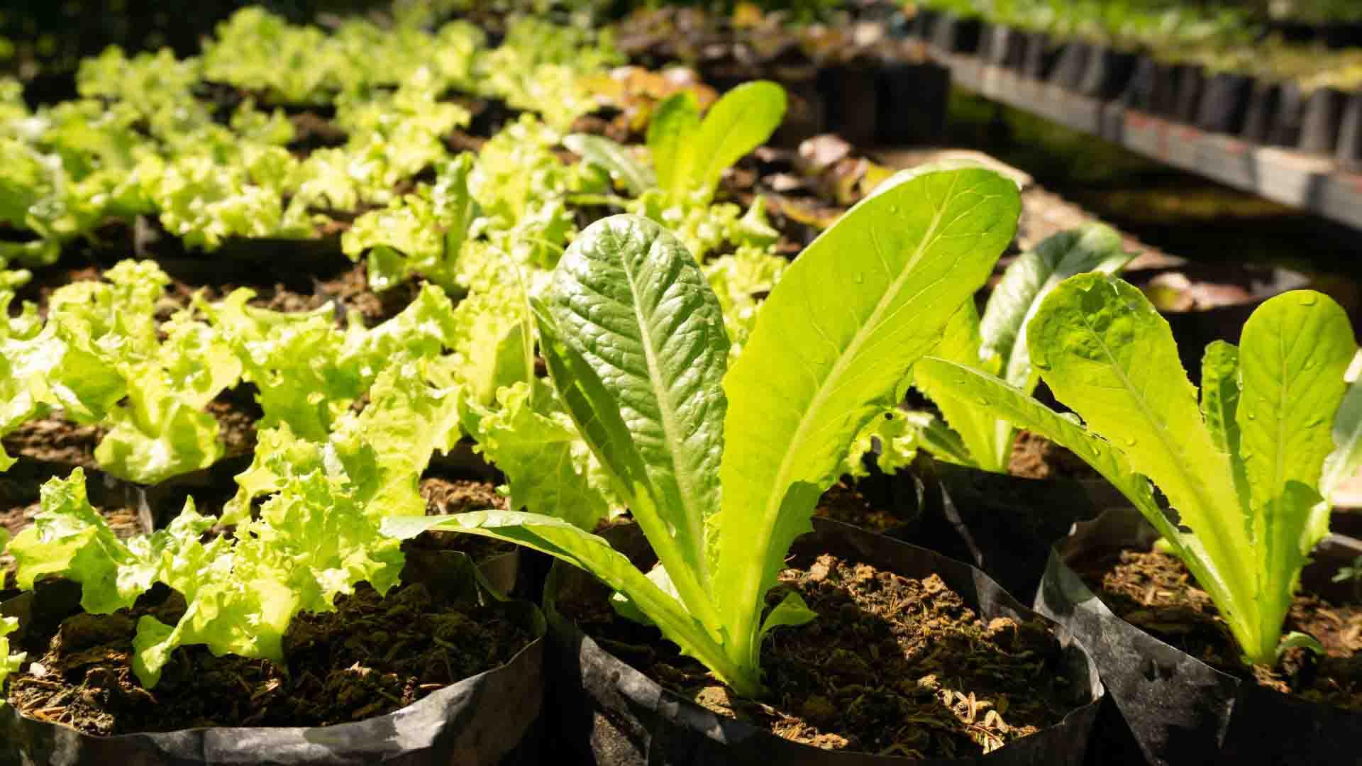 underground-greenhouses-provide-greater-access-to-fresh-foods