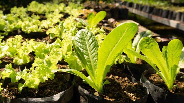 Underground greenhouses