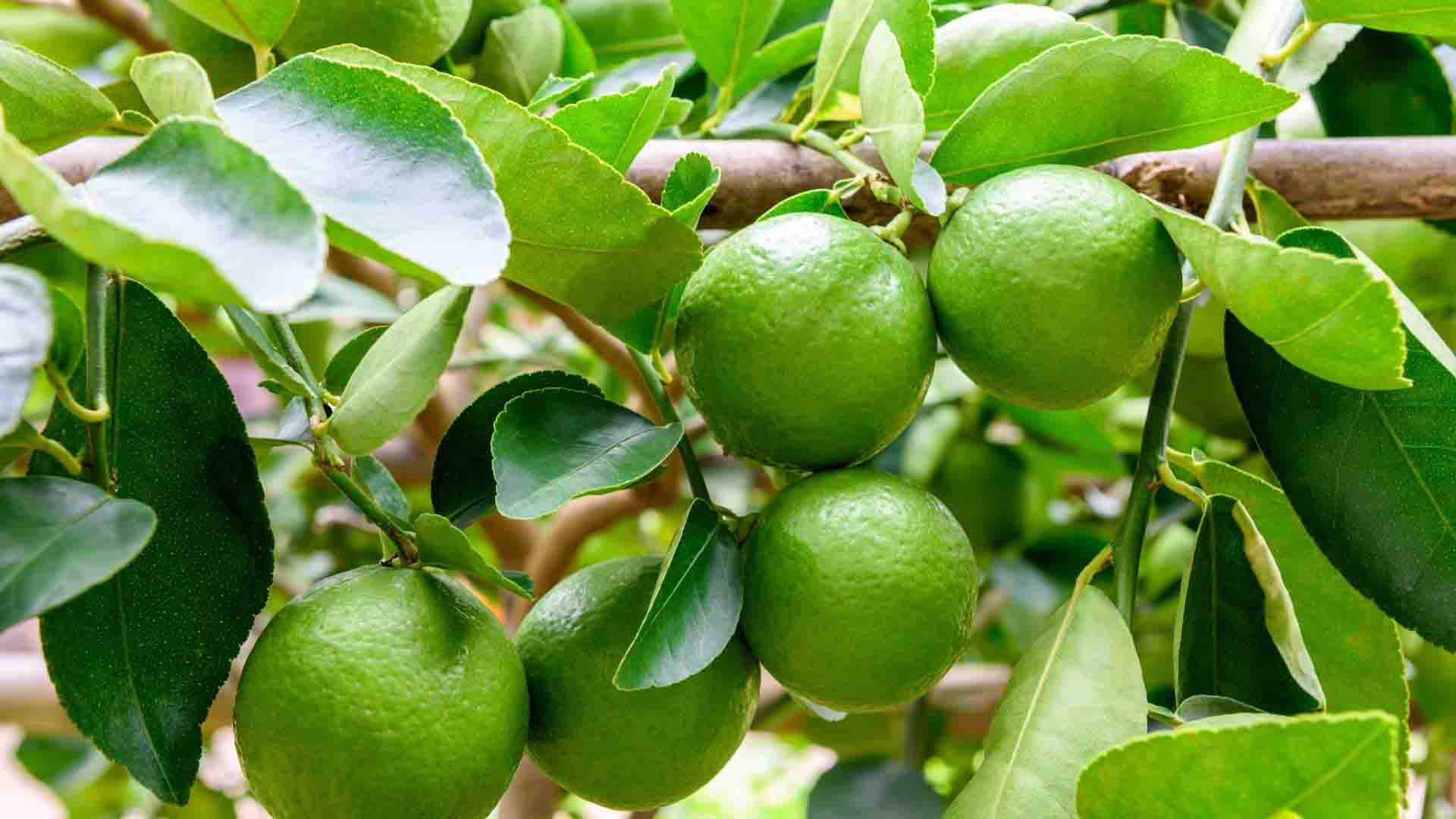 using up extra limes