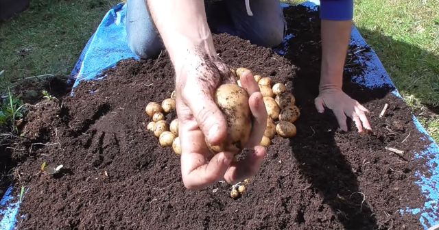 Container gardening