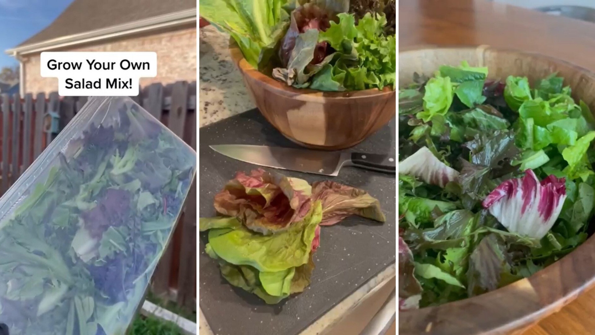 Gardener shares how you can save money growing your own salad mix: 'More fresh than anything you can buy in the store'