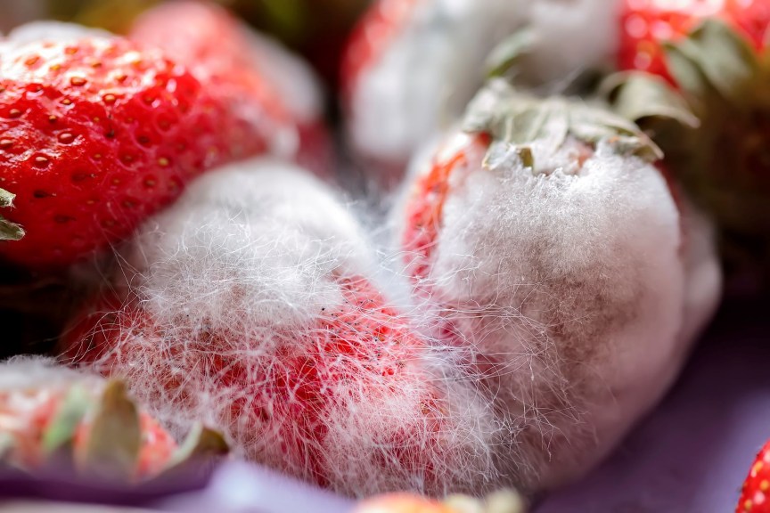 Are Moldy Strawberries Safe To Eat?