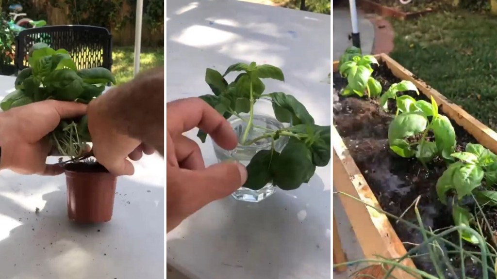 Gardner shares the trick to growing basil with grocery store herbs