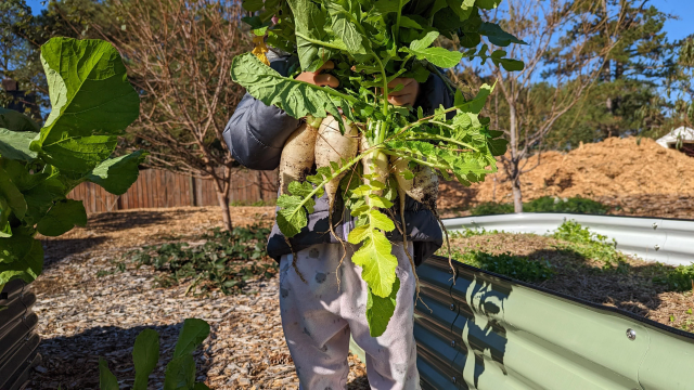 Turnips raised garden beds