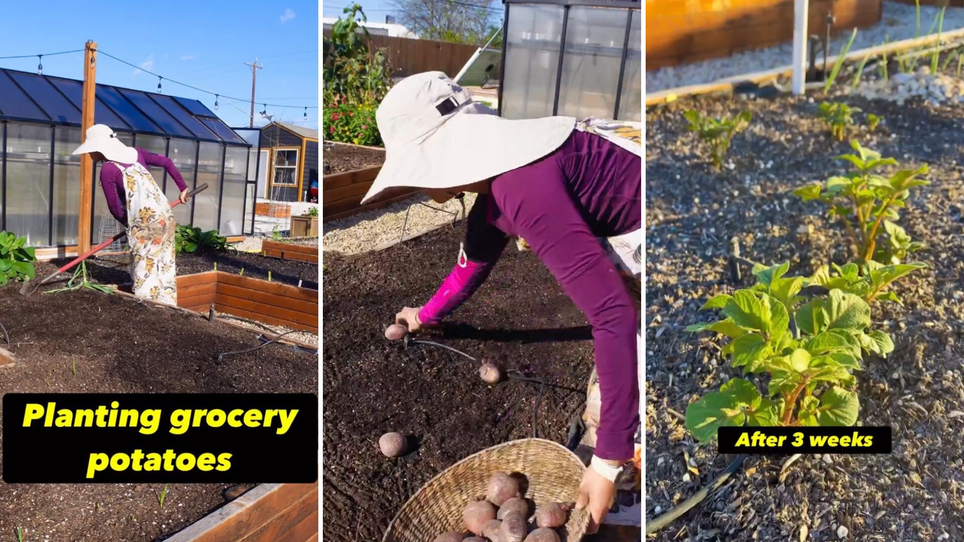 Gardener shares amazing hack for saving money on store-bought potatoes: 'All-natural and organic'