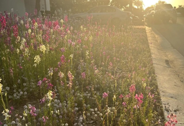 Rewilding efforts in their front lawn