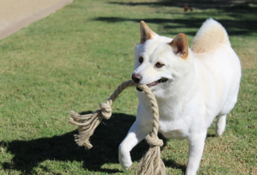 Hemp Dog Bone Toy  Organic Materials