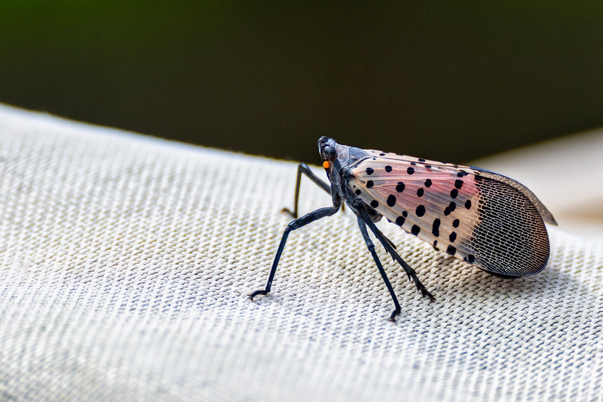 It's not just spotted lanternflies you have to watch out for — here are 5 invasive species you should squash on sight