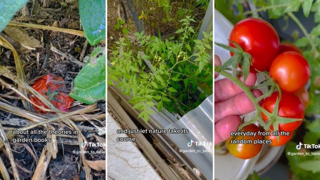 Growing tomatoes in backyard