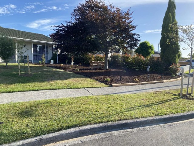 Drought-tolerant lawn