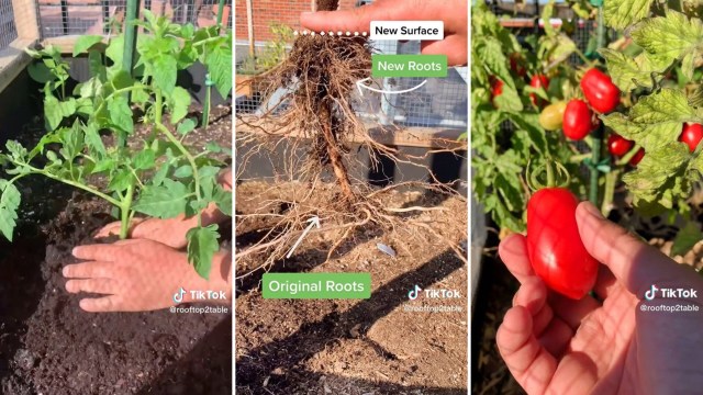 Tomato plant, deep planting