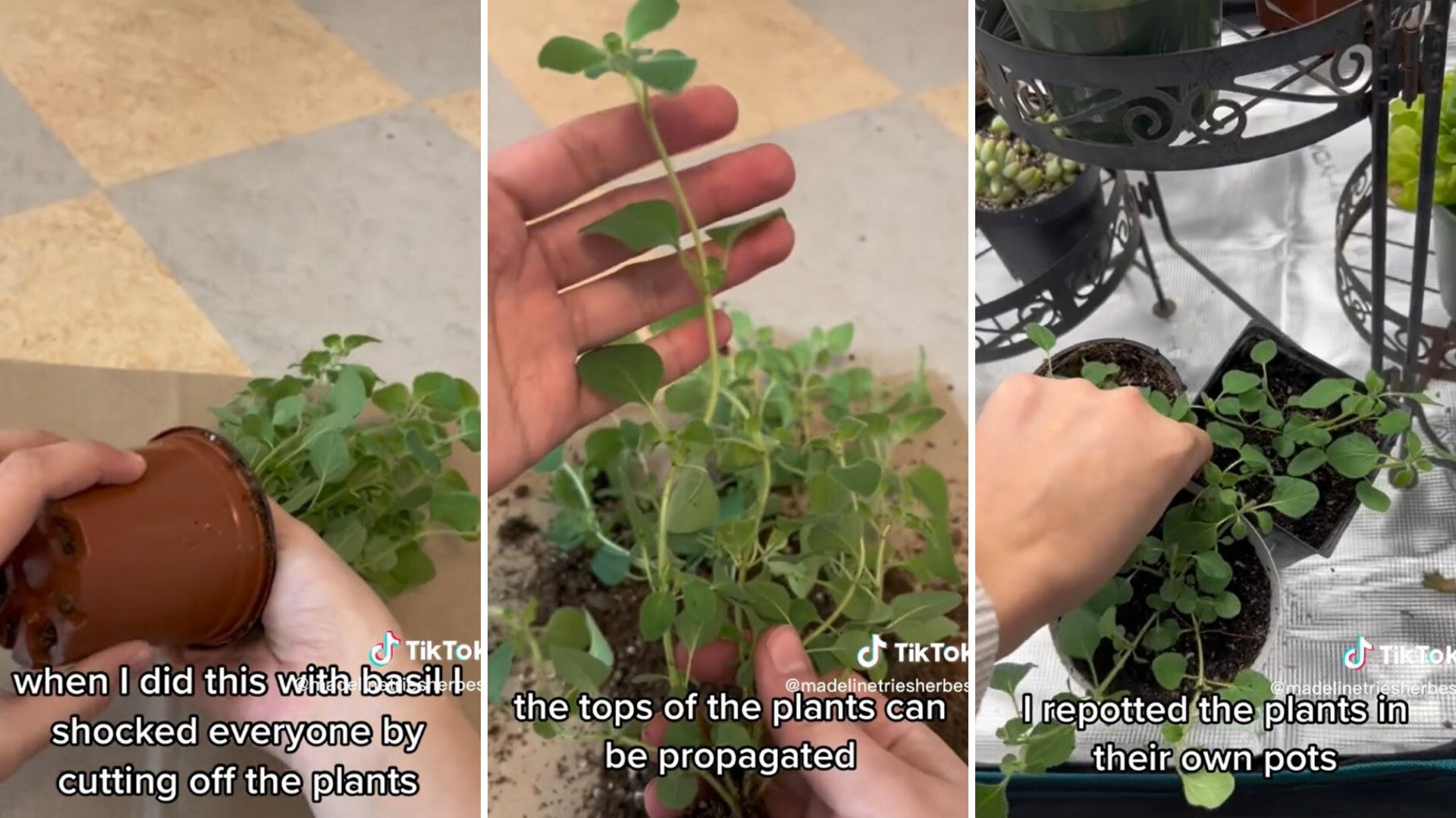 You Can Grow An Endless Amount Of Oregano With This Hack   IKCEHUSMUJ EBSm0Y PQzWjuud0y26je2ClIWmBxbSw 