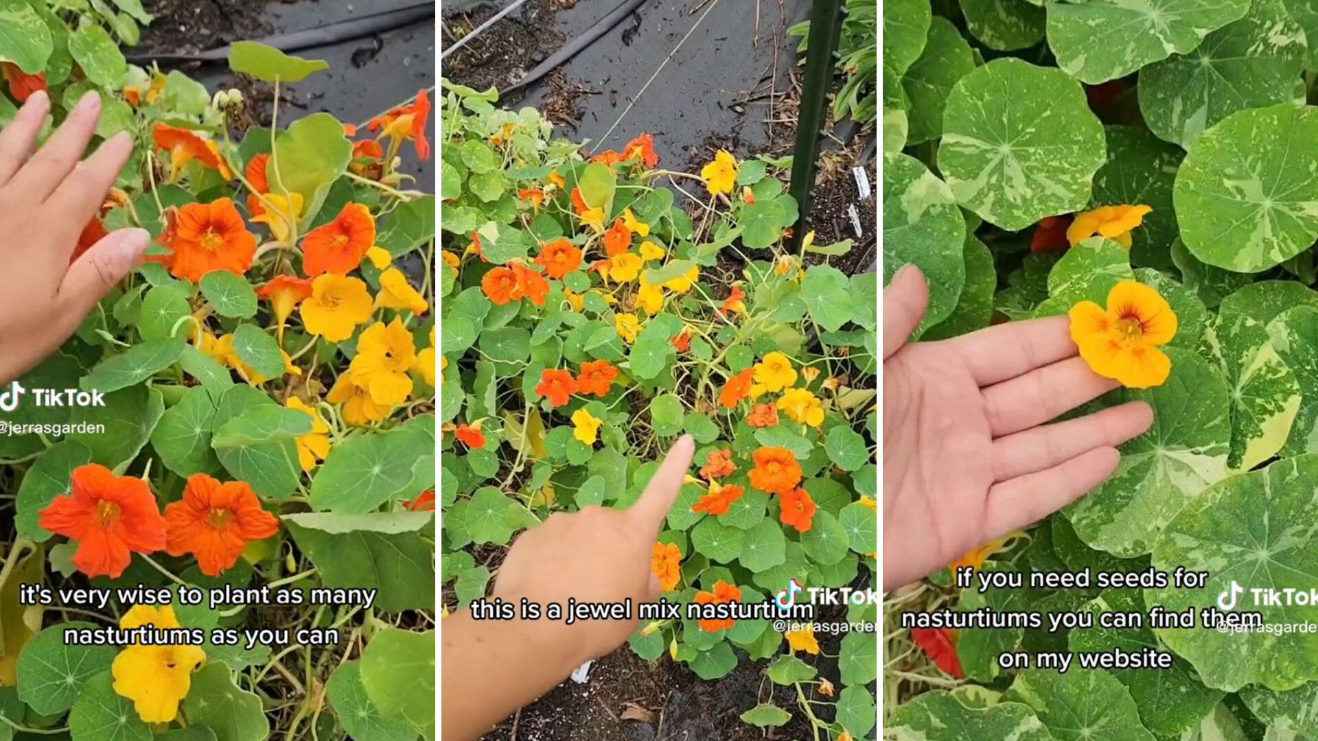 Gardener using Nasturtiums to fight off pests