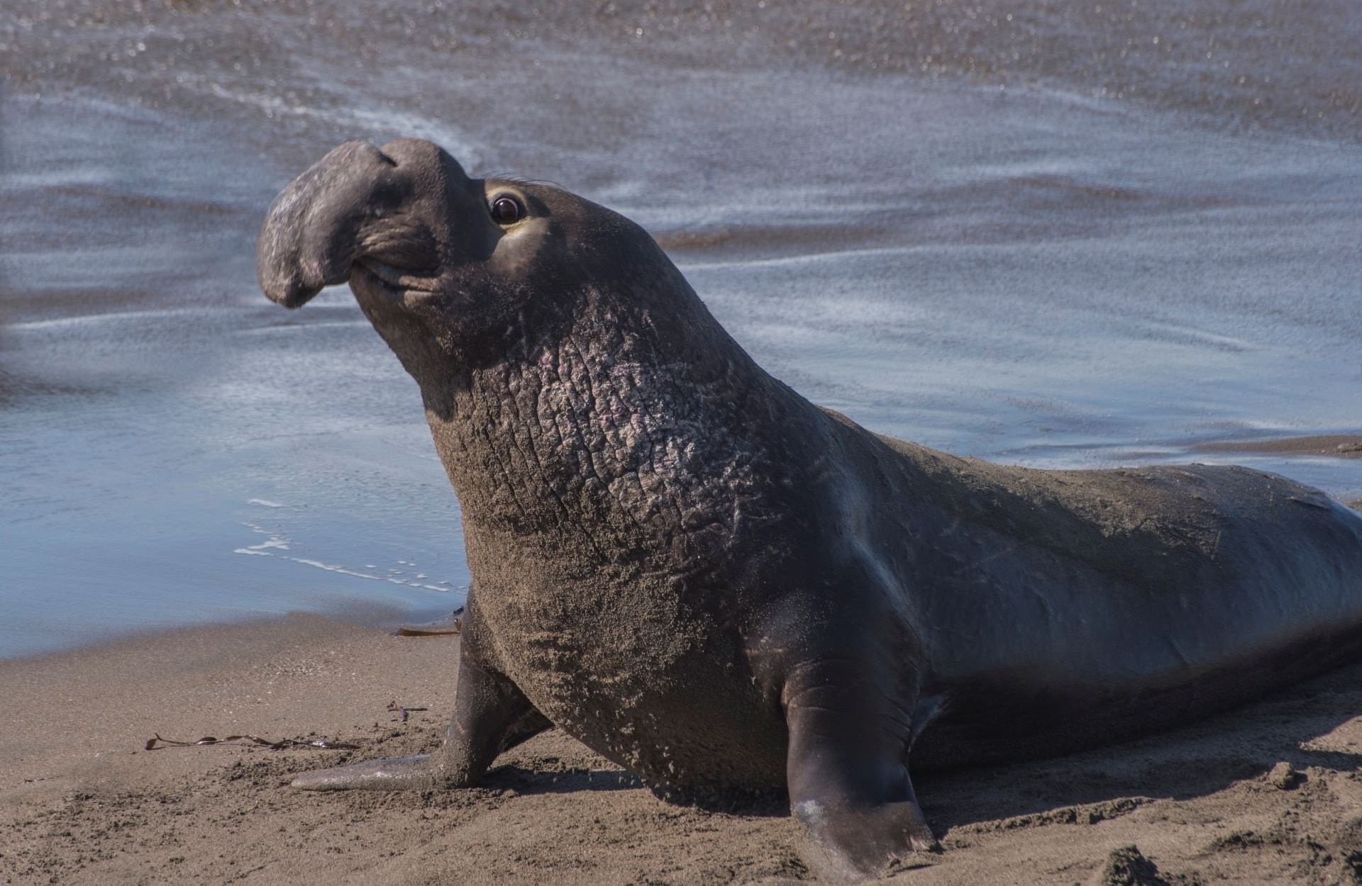 Scientists praise California elephant seal's population revival