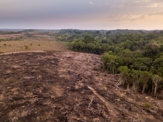 Sebastiao Salgado have 'reborn' their land