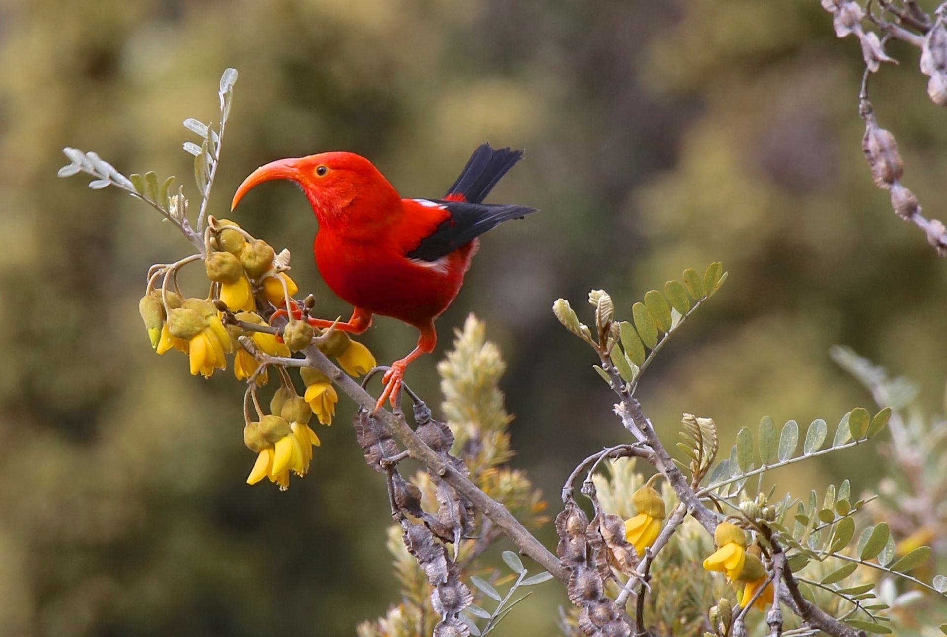 Mosquito birth control to save endangered birds