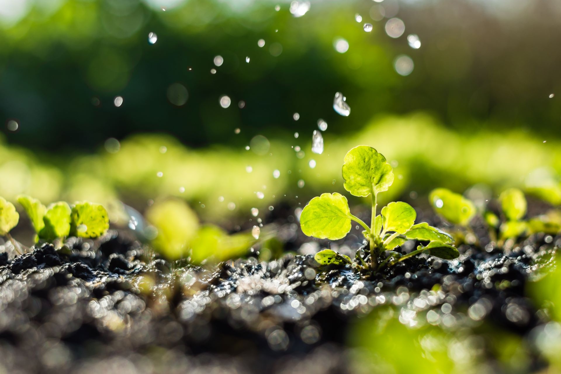 Petrichor detected after rain