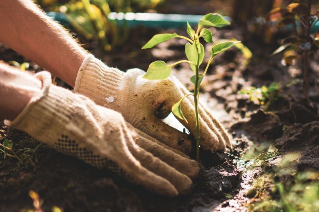 Community gardening