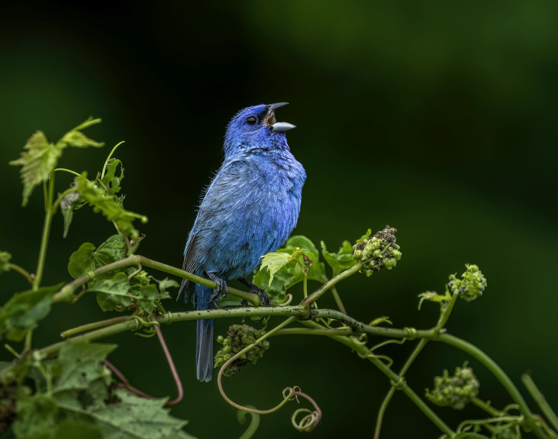 Bioacoustics app for animals