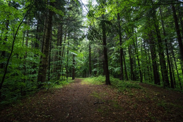 Thermophilzation, Sppooky forest are changing due to climate change