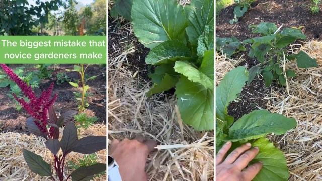 Covered soil keeps crops healthy