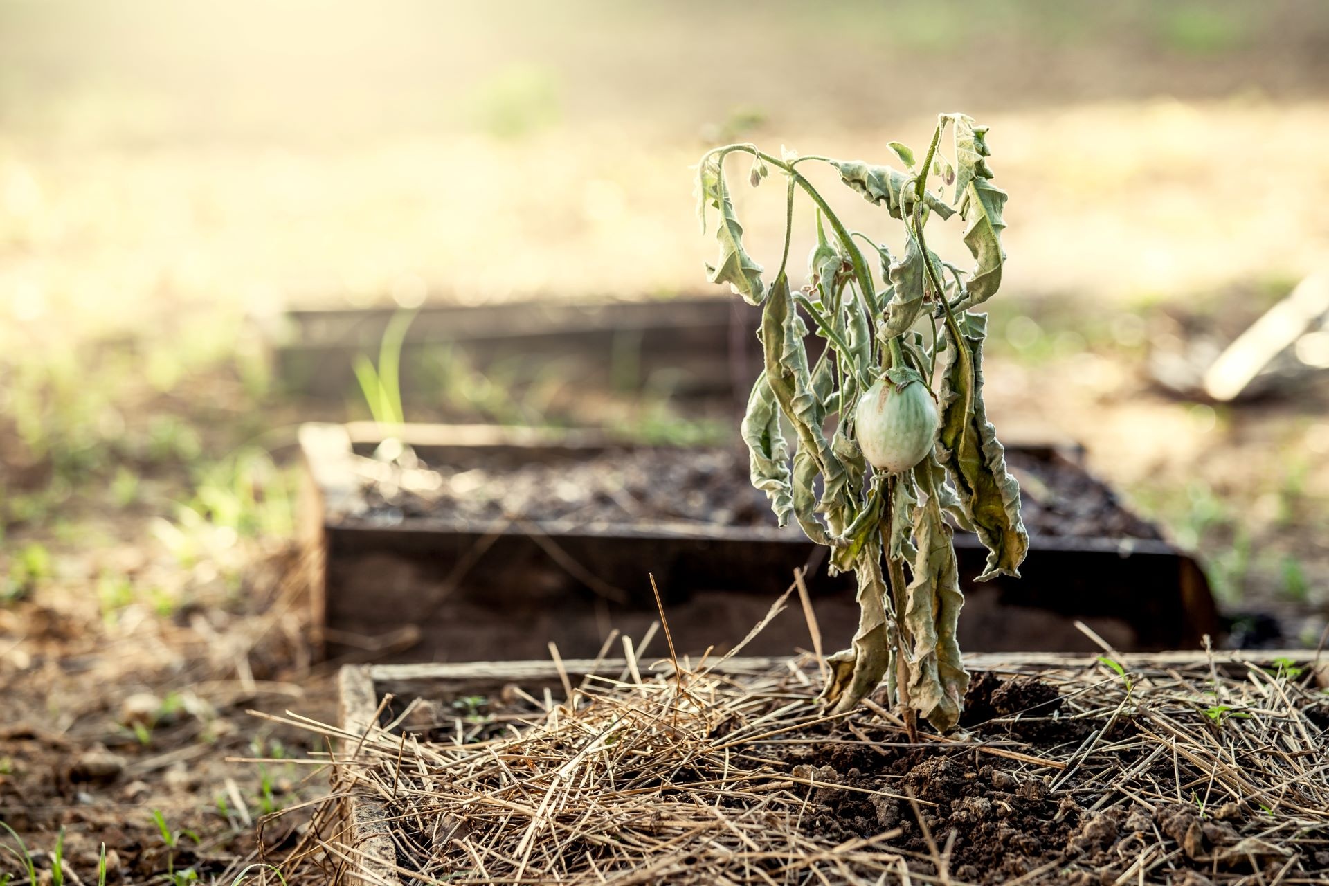 Landlord refuses to let tenant water their plants