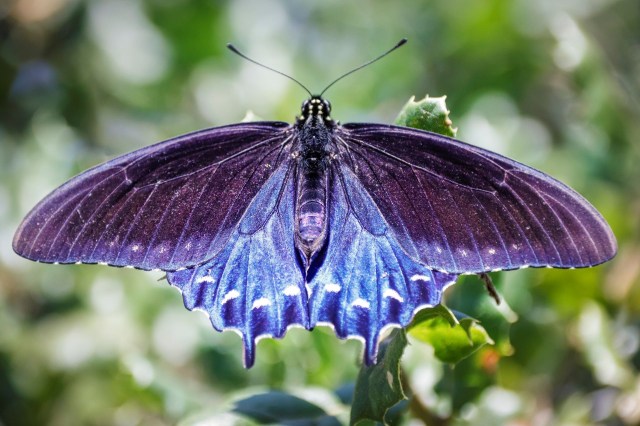 Pipevine swallowtail butterfly