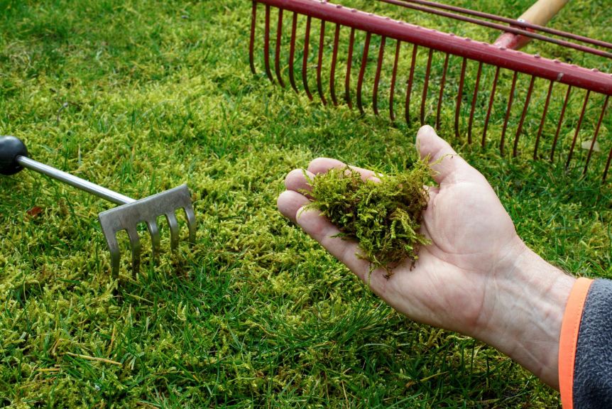 A gorgeous moss lawn is far cheaper to maintain than a grass lawn