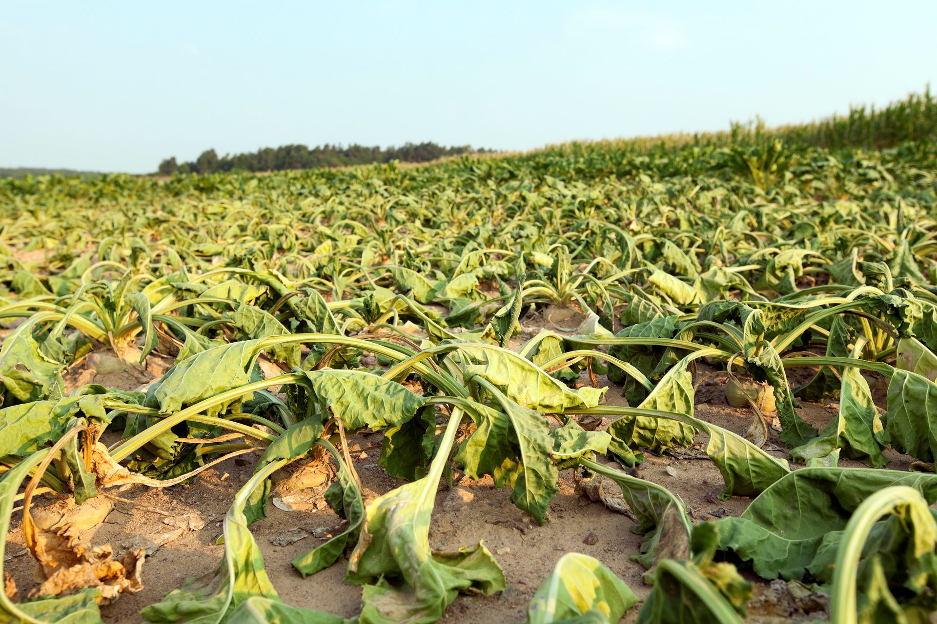 Flash droughts on the rise