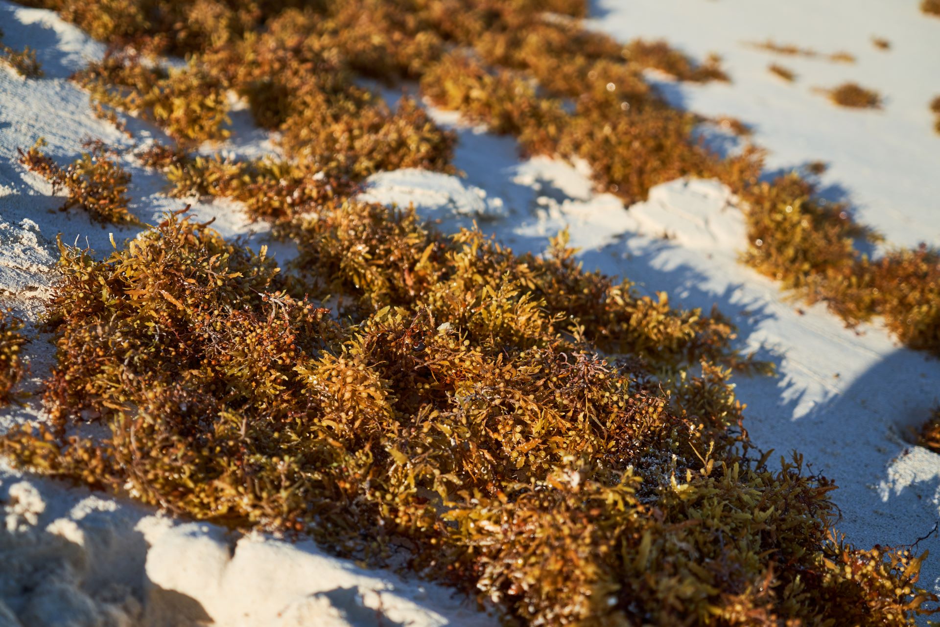 Experts raise alarm over 'flesh-eating' bacteria found on seaweed: 'Only the tip of the iceberg'