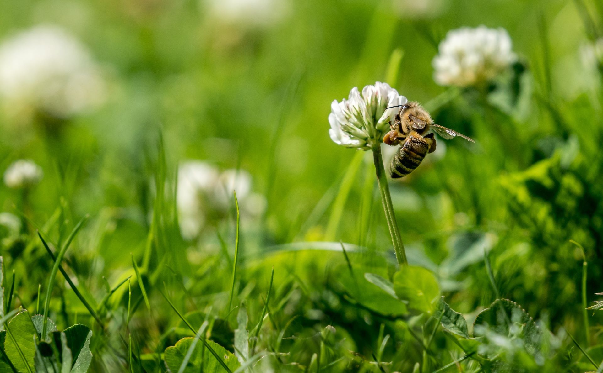 Clover lawn that needs little maintenance