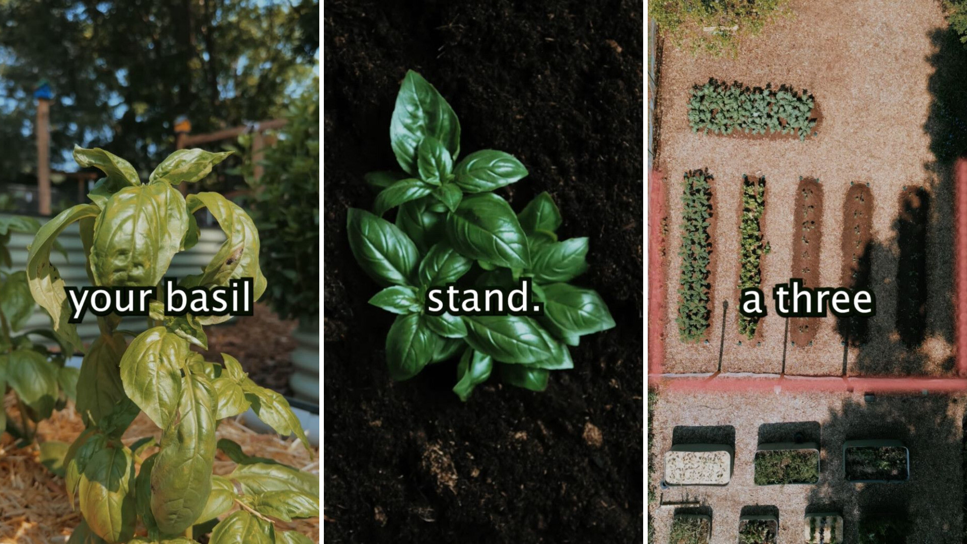 How basil can keep pests out of your garden