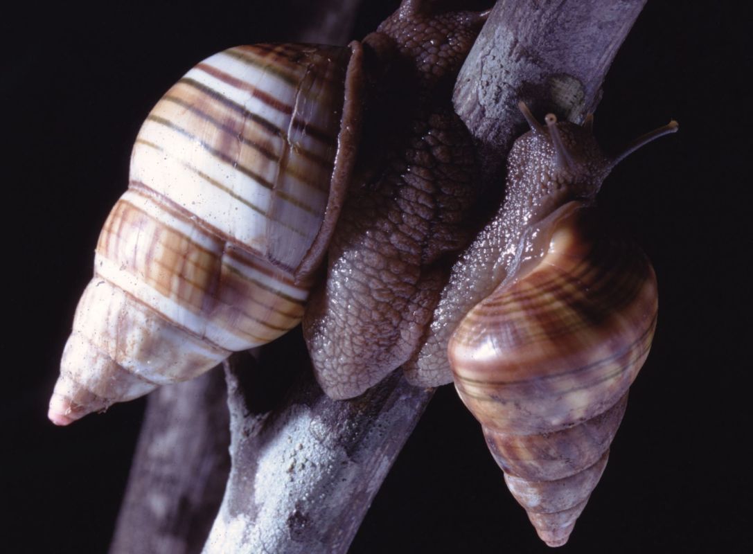 Partula snail, saved from extinction