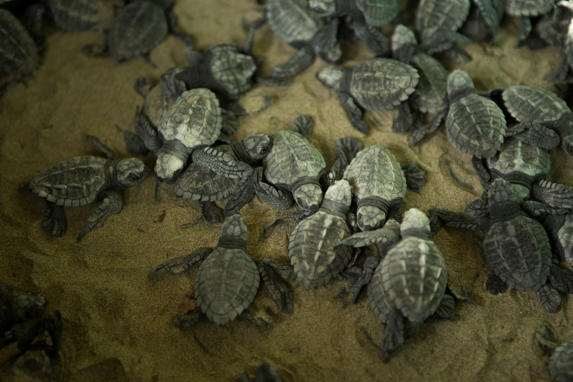 Tiny Turtles  Elegant Earth