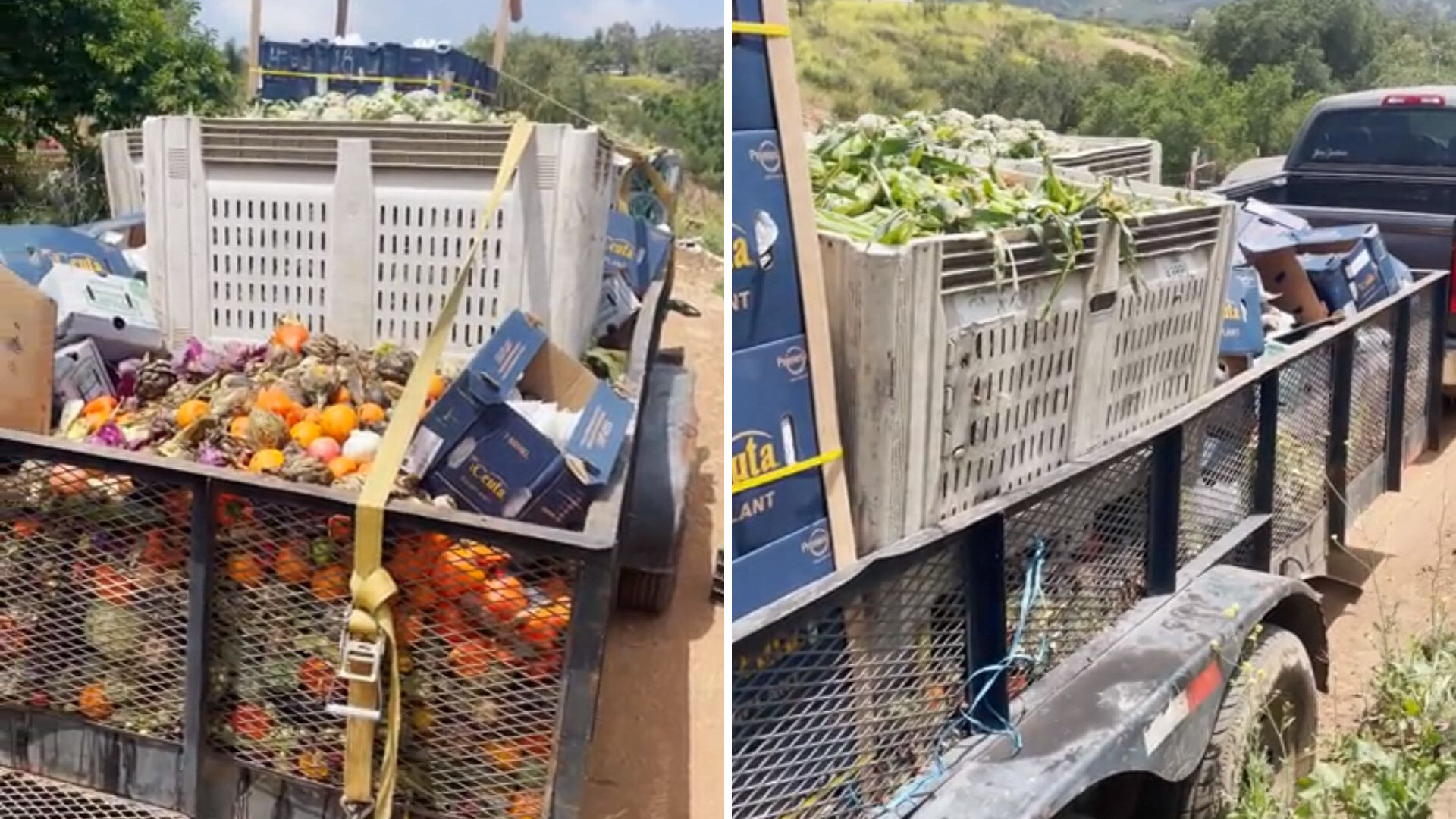 Farmer reveals his genius method of feeding animals for free: 'I have not had to buy feed in two years'